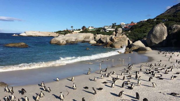 Strandbild mit Pinguinen in Südafrika-Reisebericht Boulders Beach