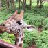 giraffe im giraffe center nairobi - giraffencenter